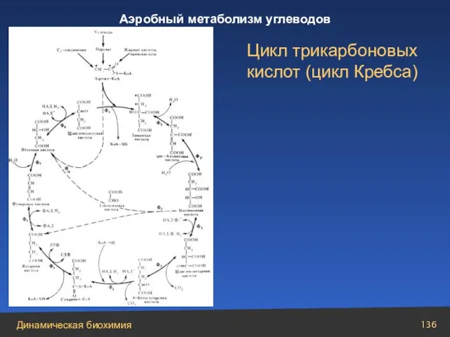 Цикл трикарбоновых кислот (цикл Кребса)