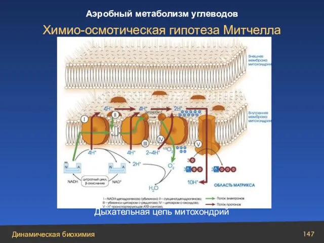 Дыхательная цепь митохондрий Химио-осмотическая гипотеза Митчелла