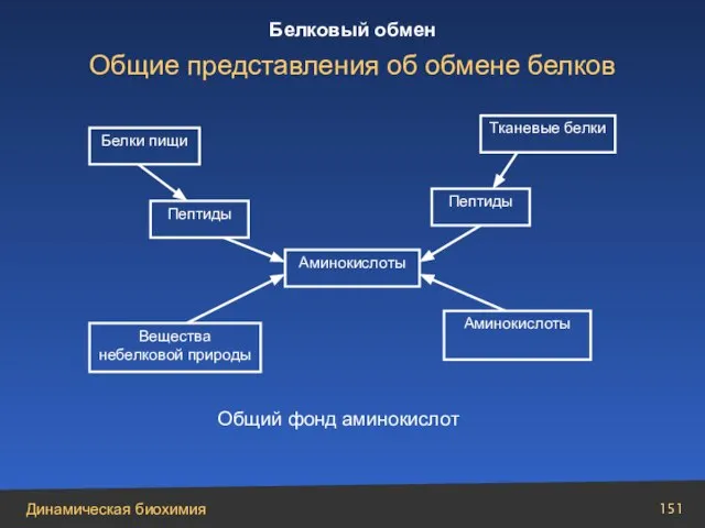 Аминокислоты Белки пищи Пептиды Вещества небелковой природы Тканевые белки Пептиды Аминокислоты Общий