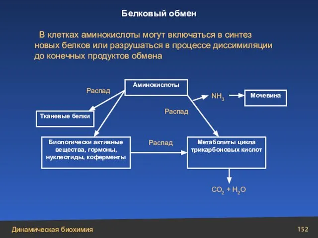 Аминокислоты Тканевые белки Биологически активные вещества, гормоны, нуклеотиды, коферменты Распад Метаболиты цикла