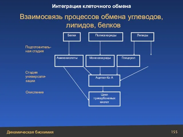 Белки Полисахариды Липиды Подготовитель-ная стадия Аминокислоты Моносахариды Глицерол Ацетил-Ко А Цикл трикарбоновых