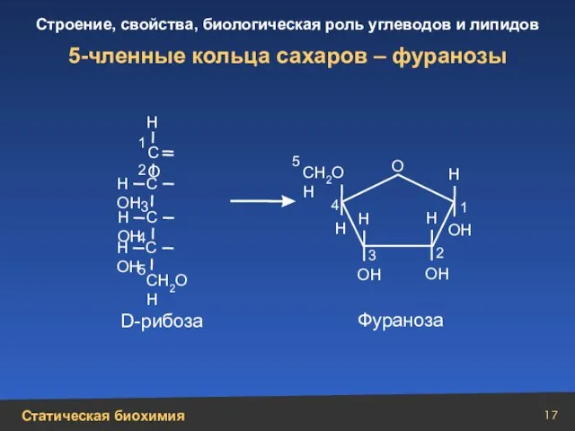 5-членные кольца сахаров – фуранозы Н С ОН Н С ОН Н