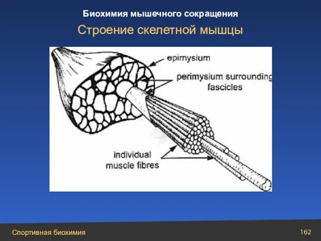 Строение скелетной мышцы