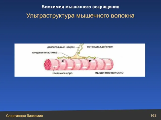 Ультраструктура мышечного волокна