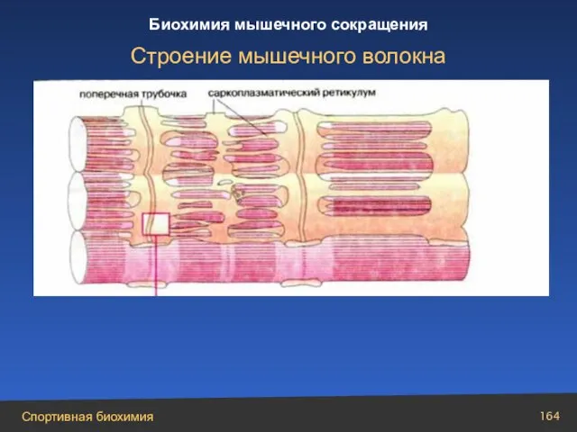 Строение мышечного волокна