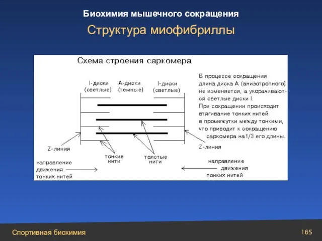 Структура миофибриллы