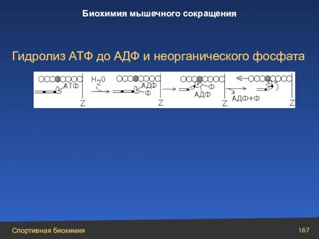 Гидролиз ATФ до AДФ и неорганического фосфата