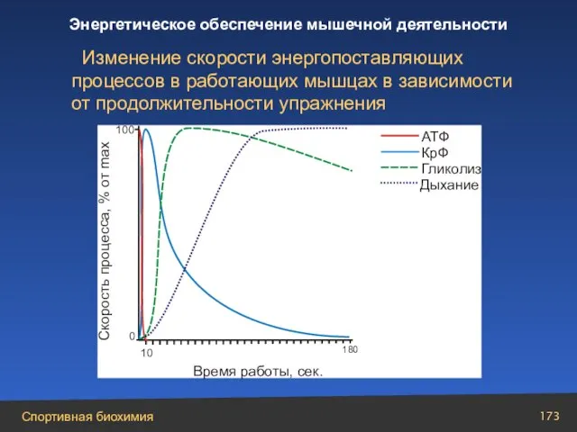 Изменение скорости энергопоставляющих процессов в работающих мышцах в зависимости от продолжительности упражнения