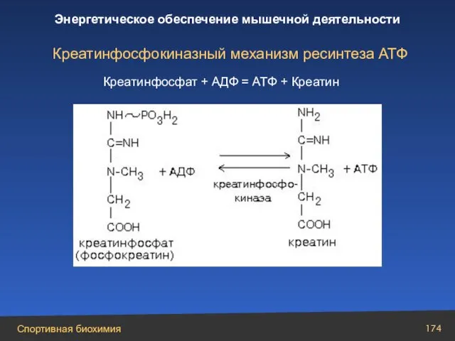 Креатинфосфокиназный механизм ресинтеза АТФ Креатинфосфат + AДФ = АТФ + Креатин