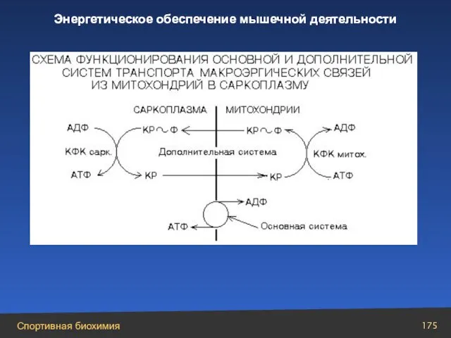 Энергетическое обеспечение мышечной деятельности