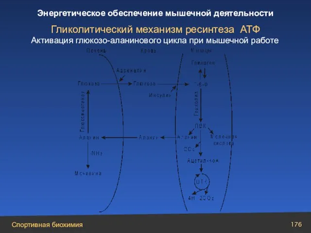 Гликолитический механизм ресинтеза АТФ Активация глюкозо-аланинового цикла при мышечной работе