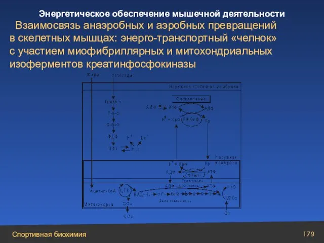 Взаимосвязь анаэробных и аэробных превращений в скелетных мышцах: энерго-транспортный «челнок» с участием