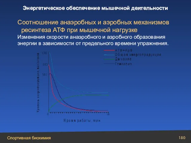 Соотношение анаэробных и аэробных механизмов ресинтеза АТФ при мышечной нагрузке Изменения скорости