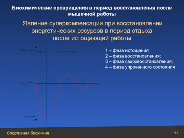 1 – фаза истощения; 2 – фаза восстановления; 3 – фаза сверхвосстановления;