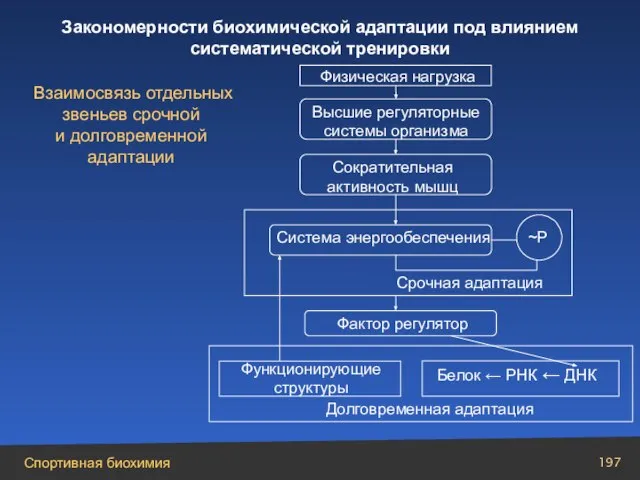 Высшие регуляторные системы организма Физическая нагрузка Взаимосвязь отдельных звеньев срочной и долговременной