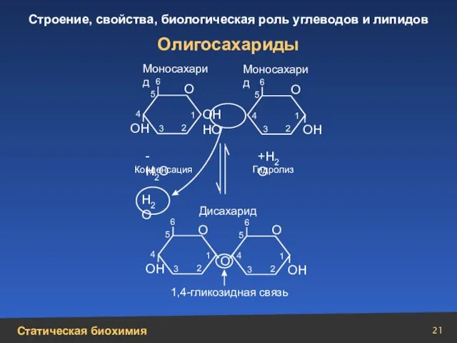 Олигосахариды ОН НО О ОН ОН ОН ОН О О О О