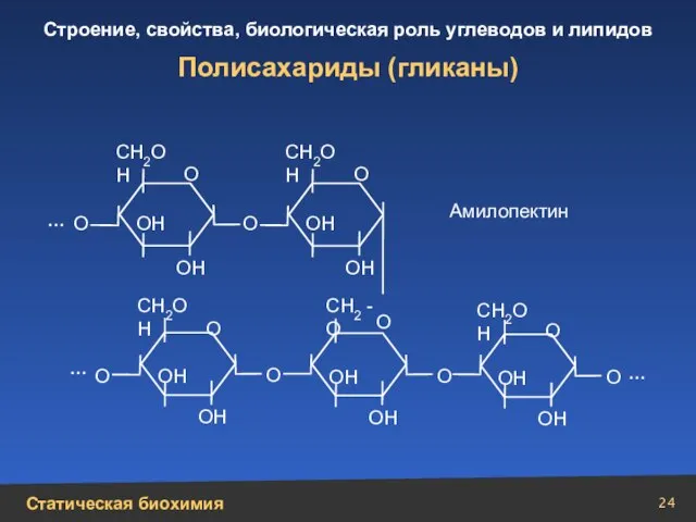 Полисахариды (гликаны) СН2ОН СН2ОН СН2ОН СН2 -О СН2ОН О О О О