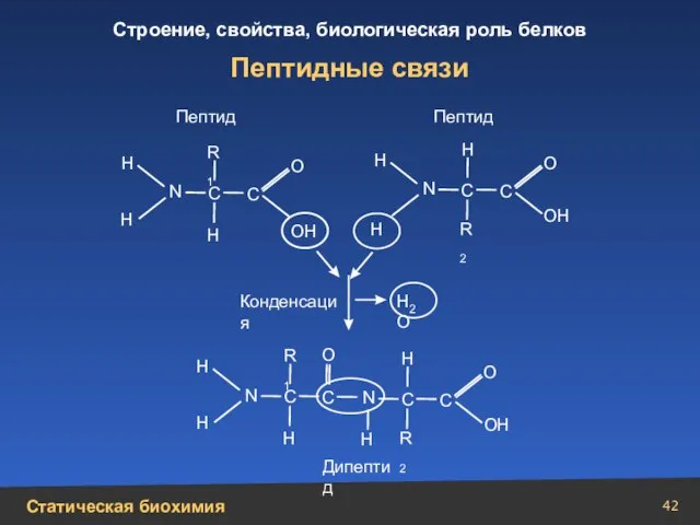 Пептидные связи Н Н Н Н N N N N Н Н