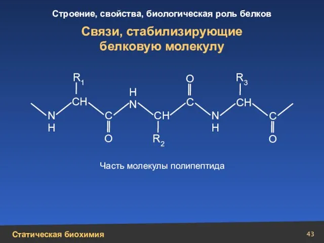 Связи, стабилизирующие белковую молекулу N Н N Н Н N О О