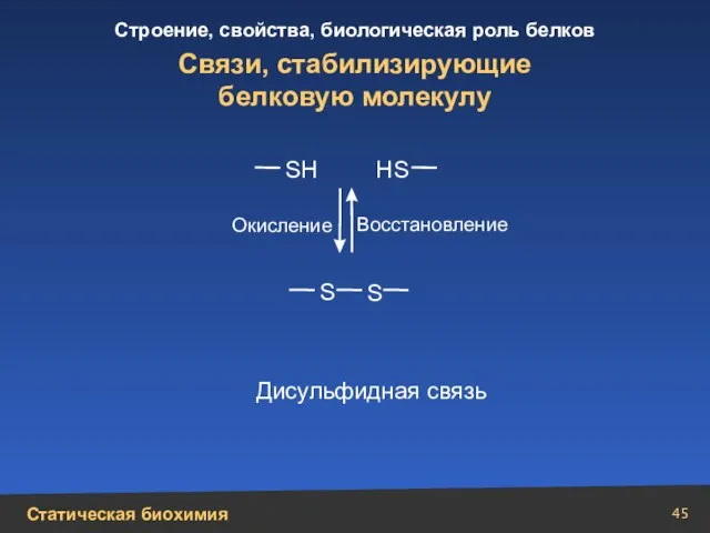 Связи, стабилизирующие белковую молекулу S Н S S Н S Дисульфидная связь Окисление Восстановление