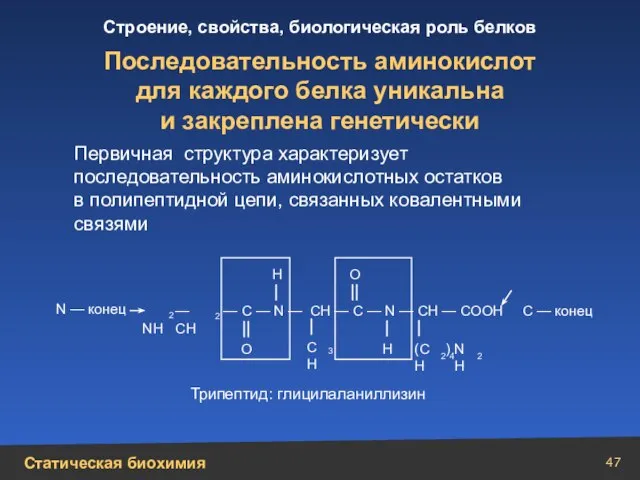 Последовательность аминокислот для каждого белка уникальна и закреплена генетически Первичная структура характеризует