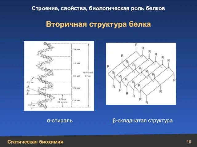 Вторичная структура белка α-спираль β-складчатая структура