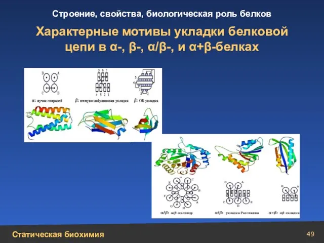 Характерные мотивы укладки белковой цепи в α-, β-, α/β-, и α+β-белках