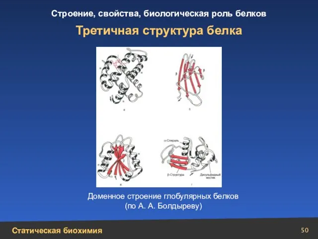 Третичная структура белка Доменное строение глобулярных белков (по А. А. Болдыреву)