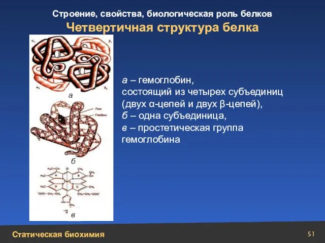 Четвертичная структура белка а – гемоглобин, состоящий из четырех субъединиц (двух α-цепей