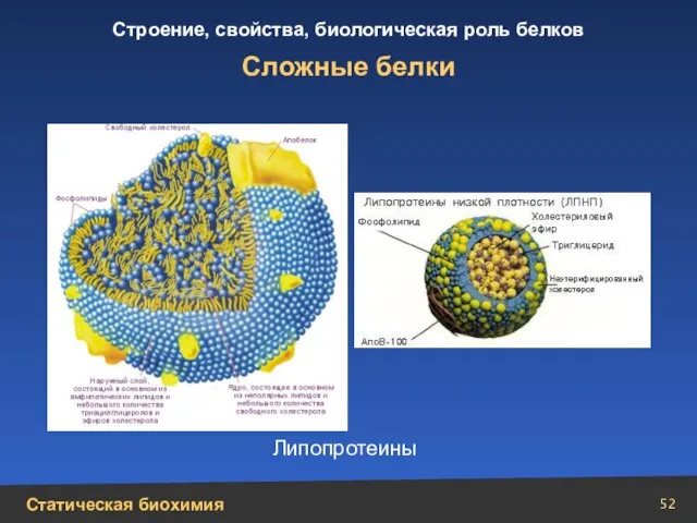 Сложные белки Липопротеины