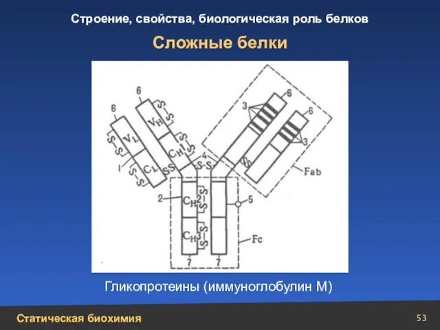 Сложные белки Гликопротеины (иммуноглобулин М)