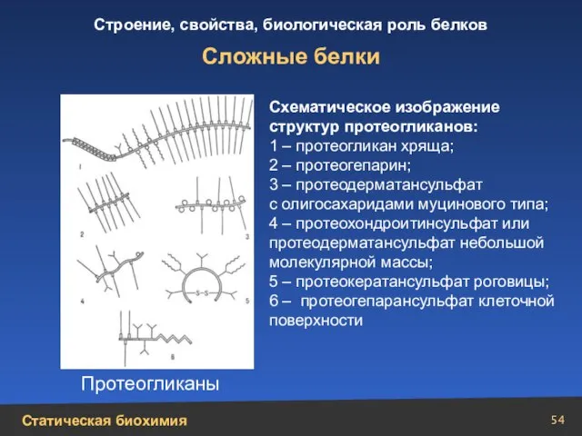 Сложные белки Схематическое изображение структур протеогликанов: 1 – протеогликан хряща; 2 –