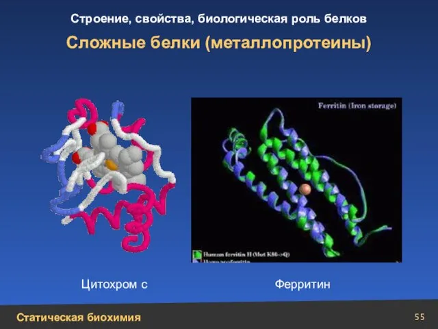 Сложные белки (металлопротеины) Цитохром с Ферритин