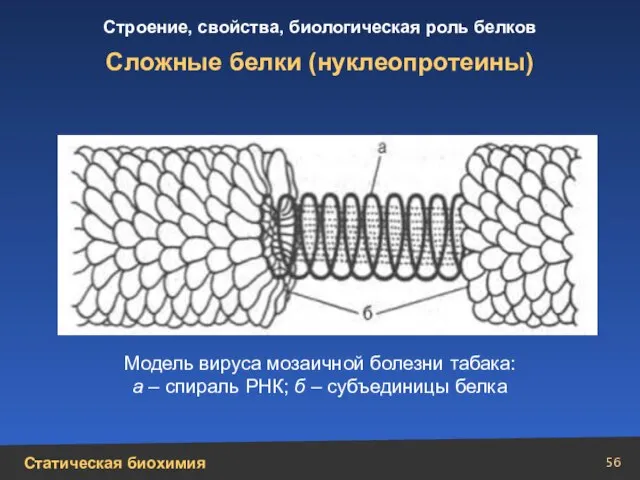 Сложные белки (нуклеопротеины) Модель вируса мозаичной болезни табака: а – спираль РНК; б – субъединицы белка