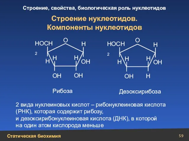 Строение нуклеотидов. Компоненты нуклеотидов 2 вида нуклеиновых кислот – рибонуклеиновая кислота (РНК),