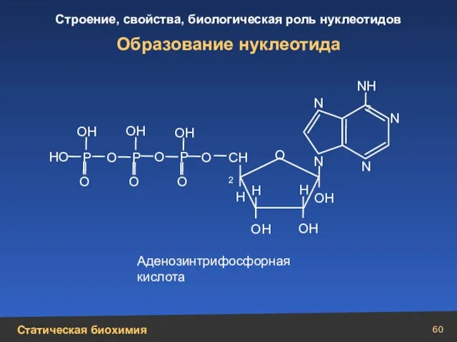 Образование нуклеотида СН2 N N N N N Н2 Н Н ОН