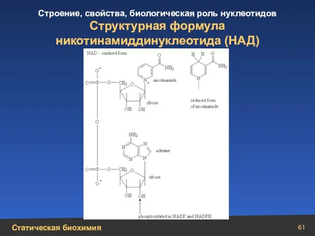 Структурная формула никотинамиддинуклеотида (НАД)