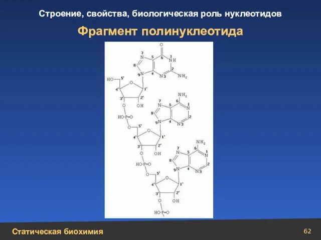 Фрагмент полинуклеотида