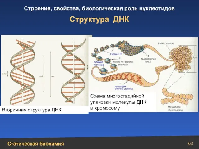 Структура ДНК Вторичная структура ДНК Схема многостадийной упаковки молекулы ДНК в хромосому