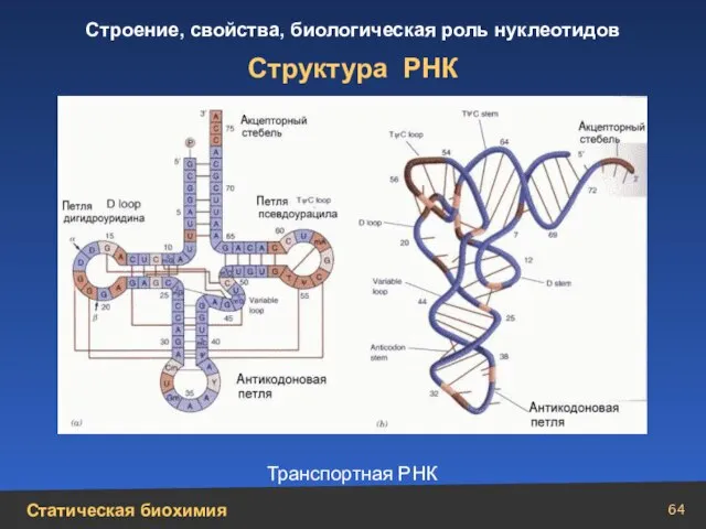 Структура РНК Транспортная РНК