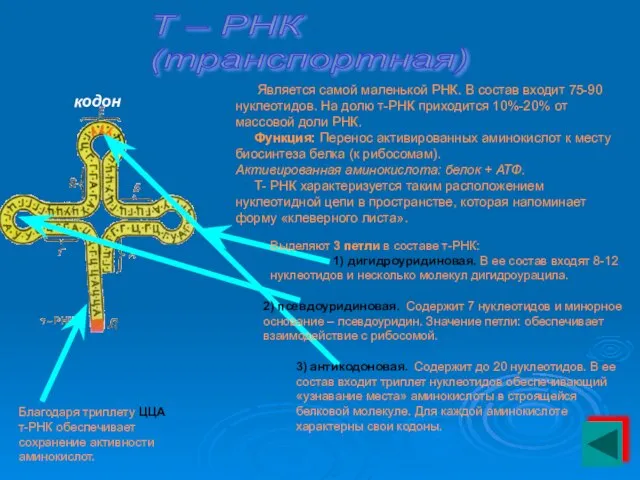 Т – РНК (транспортная) Является самой маленькой РНК. В состав входит 75-90