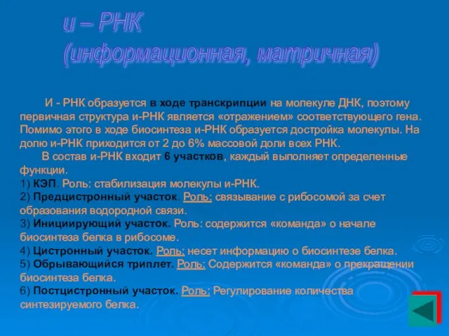 и – РНК (информационная, матричная) И - РНК образуется в ходе транскрипции