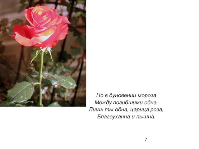 Но в дуновении мороза Между погибшими одна, Лишь ты одна, царица роза, Благоуханна и пышна.