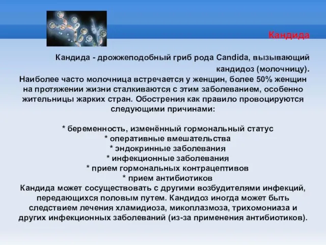 Кандида Кандида - дрожжеподобный гриб рода Candida, вызывающий кандидоз (молочницу). Наиболее часто