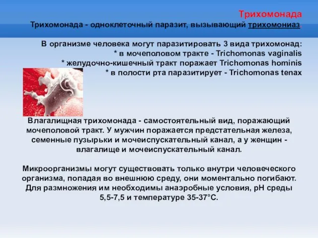 Трихомонада Трихомонада - одноклеточный паразит, вызывающий трихомониаз. В организме человека могут паразитировать