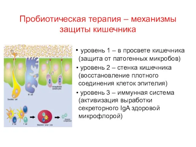 Пробиотическая терапия – механизмы защиты кишечника уровень 1 – в просвете кишечника