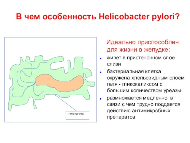 В чем особенность Helicobacter pylori? Идеально приспособлен для жизни в желудке: живет