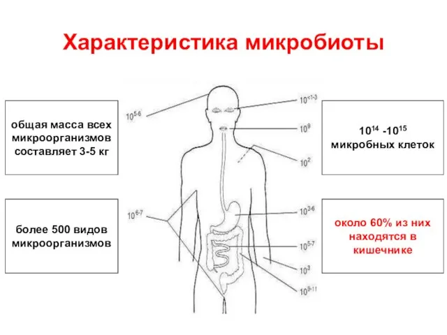 Характеристика микробиоты 1014 -1015 микробных клеток более 500 видов микроорганизмов общая масса