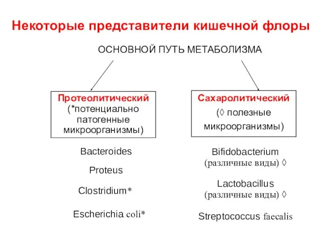 ОСНОВНОЙ ПУТЬ МЕТАБОЛИЗМА Bacteroides Proteus Clostridium* Bifidobacterium (различные виды) ◊ Lactobacillus (различные