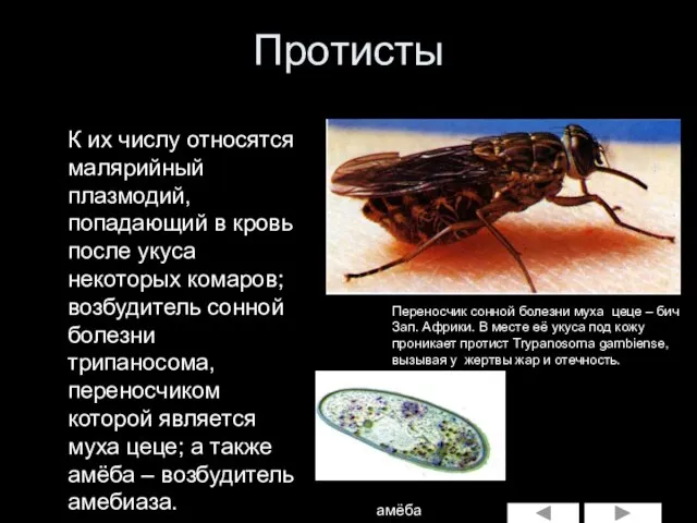 Протисты К их числу относятся малярийный плазмодий, попадающий в кровь после укуса